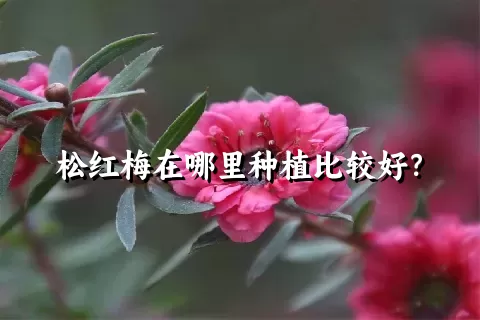 松红梅在哪里种植比较好？