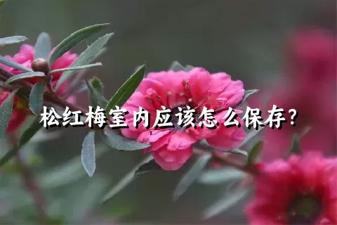 松红梅室内应该怎么保存？