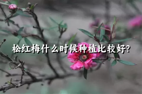 松红梅什么时候种植比较好？