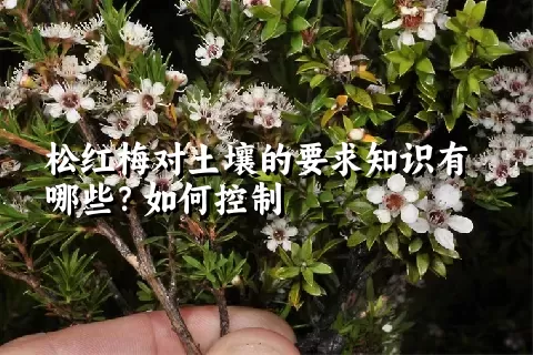 松红梅对土壤的要求知识有哪些？如何控制