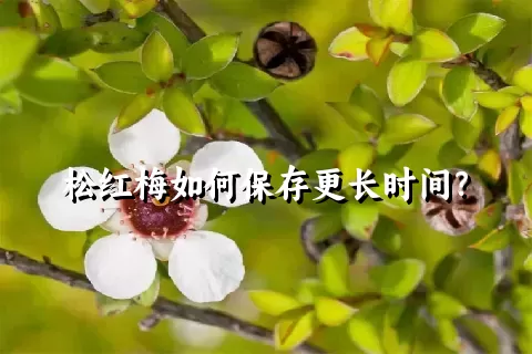 松红梅如何保存更长时间？