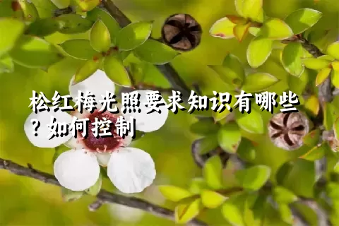 松红梅光照要求知识有哪些？如何控制