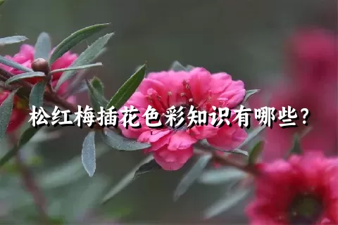 松红梅插花色彩知识有哪些？