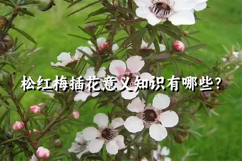 松红梅插花意义知识有哪些？