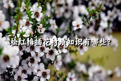 松红梅插花材质知识有哪些？