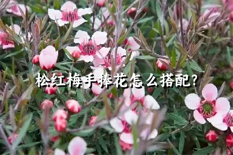 松红梅手捧花怎么搭配？