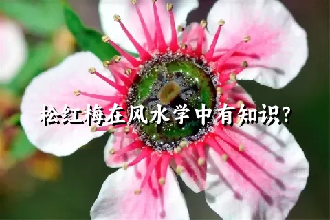 松红梅在风水学中有知识？