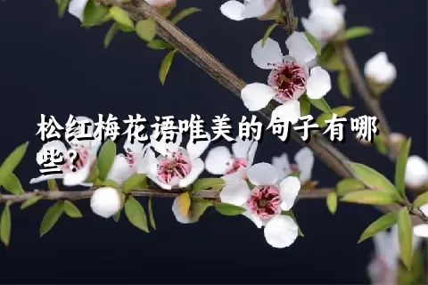 松红梅花语唯美的句子有哪些？