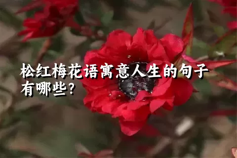 松红梅花语寓意人生的句子有哪些？