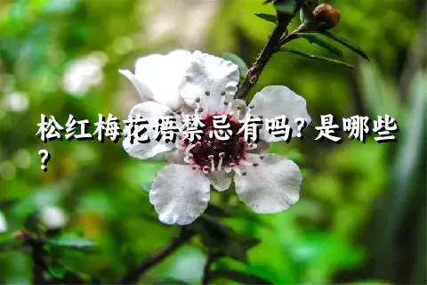 松红梅花语禁忌有吗？是哪些？