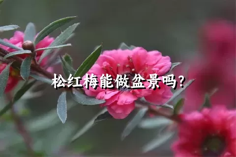 松红梅能做盆景吗？