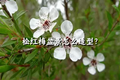 松红梅盆景怎么造型？