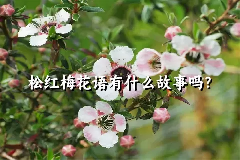 松红梅花语有什么故事吗？