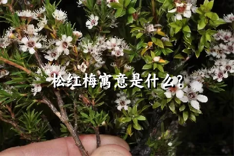 松红梅寓意是什么？