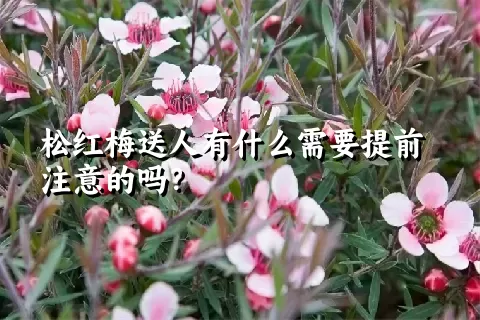 松红梅送人有什么需要提前注意的吗？