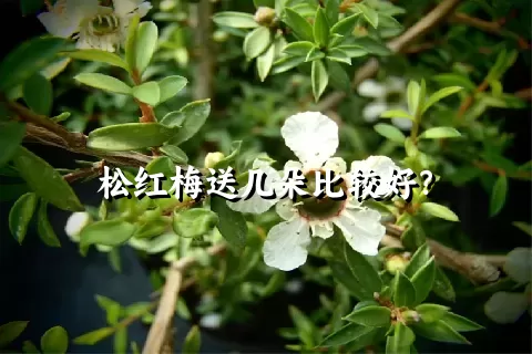 松红梅送几朵比较好？