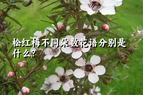 松红梅不同朵数花语分别是什么？