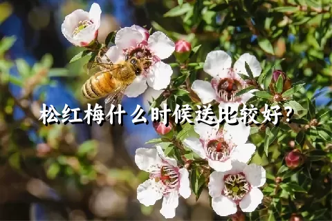 松红梅什么时候送比较好？