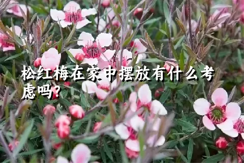 松红梅在家中摆放有什么考虑吗？