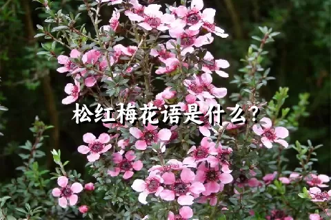 松红梅花语是什么？