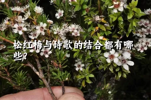 松红梅与诗歌的结合都有哪些？