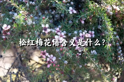 松红梅花语含义是什么？