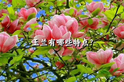 玉兰有哪些特点？