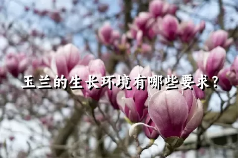 玉兰的生长环境有哪些要求？