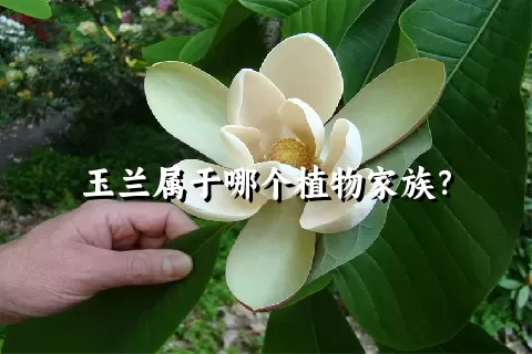 玉兰属于哪个植物家族？