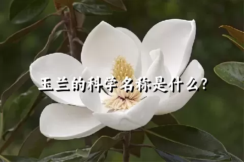 玉兰的科学名称是什么？