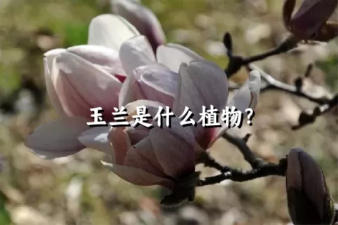 玉兰是什么植物？