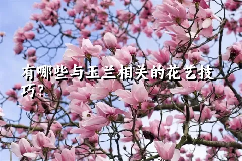 有哪些与玉兰相关的花艺技巧？