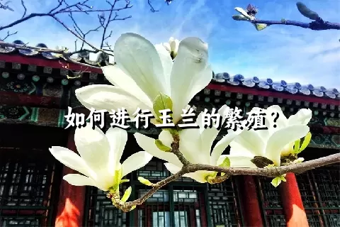 如何进行玉兰的繁殖？