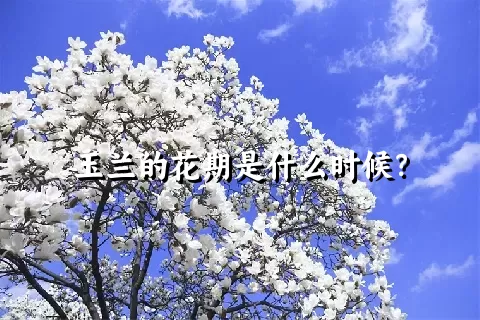 玉兰的花期是什么时候？