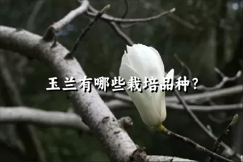 玉兰有哪些栽培品种？