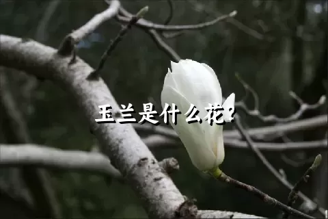 玉兰是什么花？