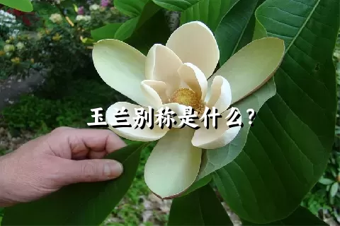 玉兰别称是什么？