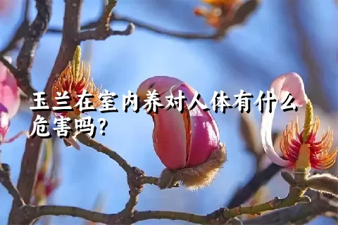 玉兰在室内养对人体有什么危害吗？