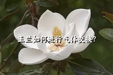 玉兰如何进行气体交换？