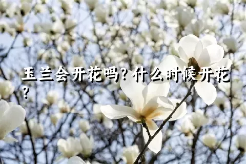 玉兰会开花吗？什么时候开花？