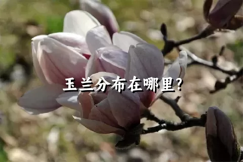 玉兰分布在哪里?