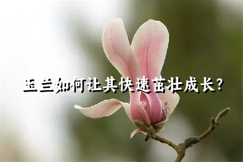 玉兰如何让其快速茁壮成长？