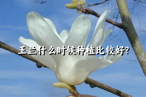 玉兰什么时候种植比较好？