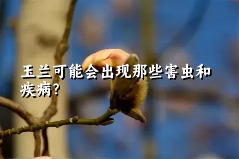 玉兰可能会出现那些害虫和疾病？