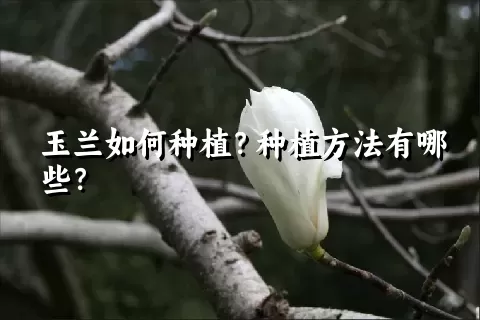 玉兰如何种植？种植方法有哪些？