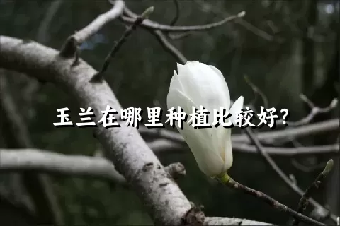 玉兰在哪里种植比较好？