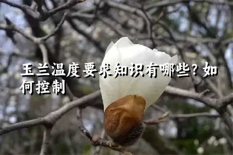 玉兰温度要求知识有哪些？如何控制