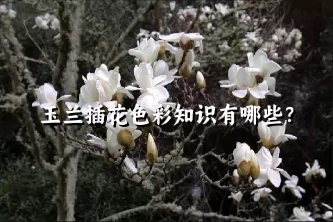 玉兰插花色彩知识有哪些？