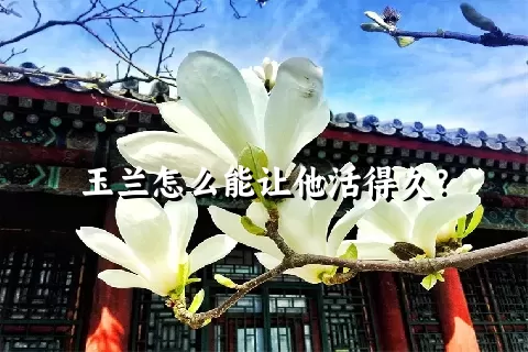 玉兰怎么能让他活得久？