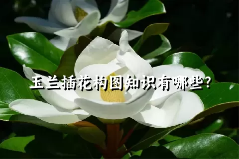 玉兰插花构图知识有哪些？